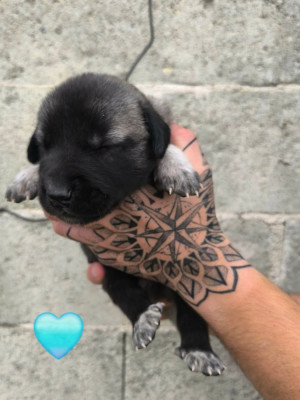 Chiot N°5
