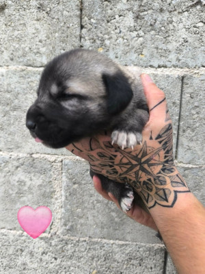 Chiot N°6