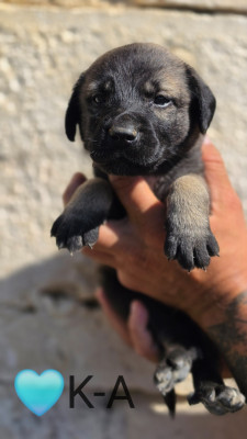 Chiot N°2