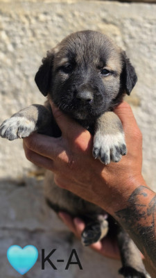 Chiot N°7
