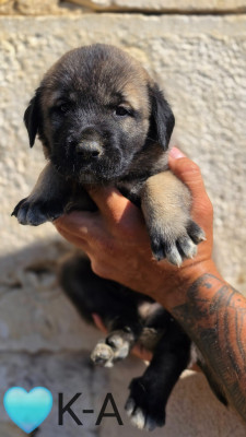 Chiot N°8