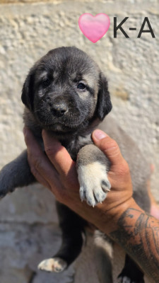 Chiot N°13