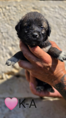 Chiot N°15
