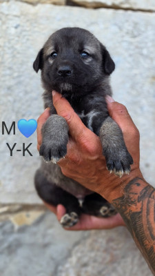 Chiot N°1