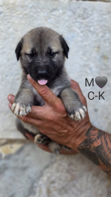 Chiot N°1