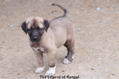 CHIOT 10