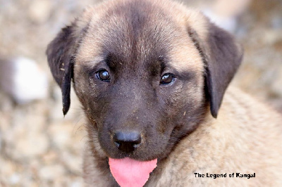 CHIOT 4