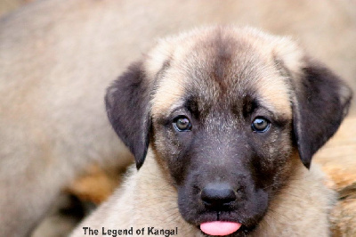 CHIOT 5