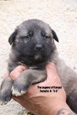 CHIOT f4