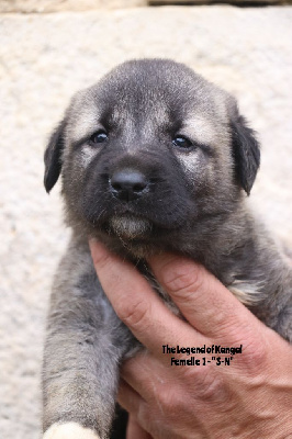 CHIOT f2