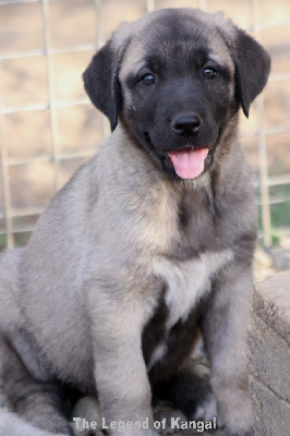 CHIOT 6
