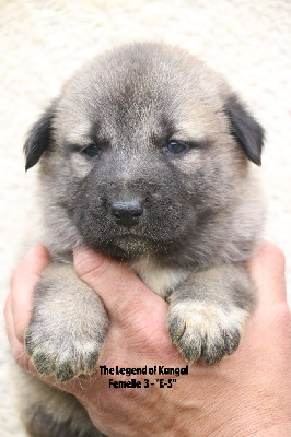 CHIOT F3