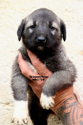 CHIOT m2