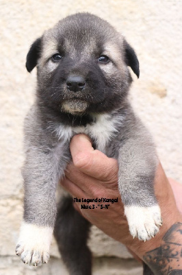 CHIOT m3