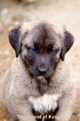 CHIOT 2