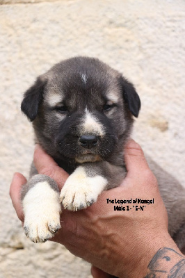 CHIOT m1