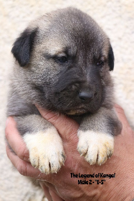 CHIOT m2