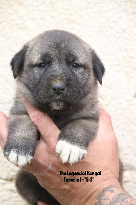 CHIOT f1