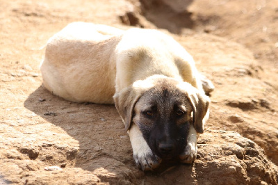 CHIOT 1
