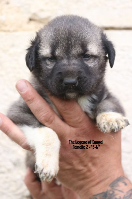 CHIOT f1