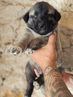 CHIOT 1