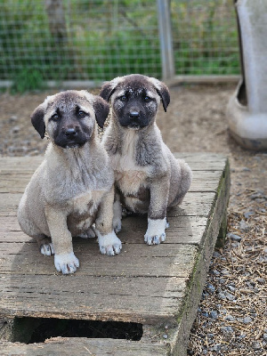 CHIOT 2