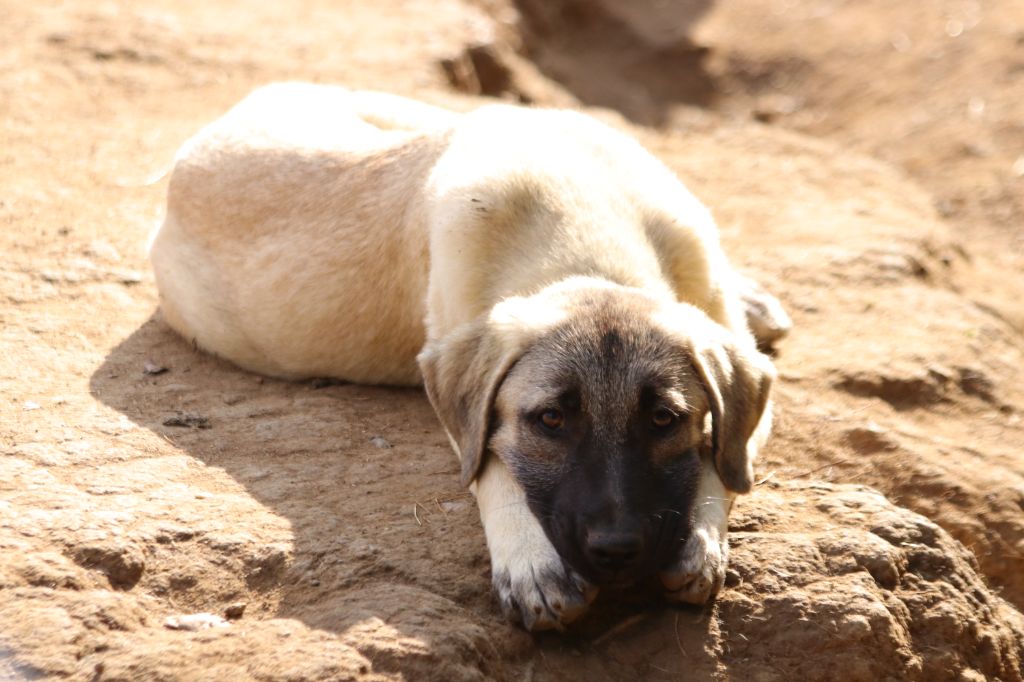 The Legend Of Kangal - Chiots disponibles - Berger Kangal