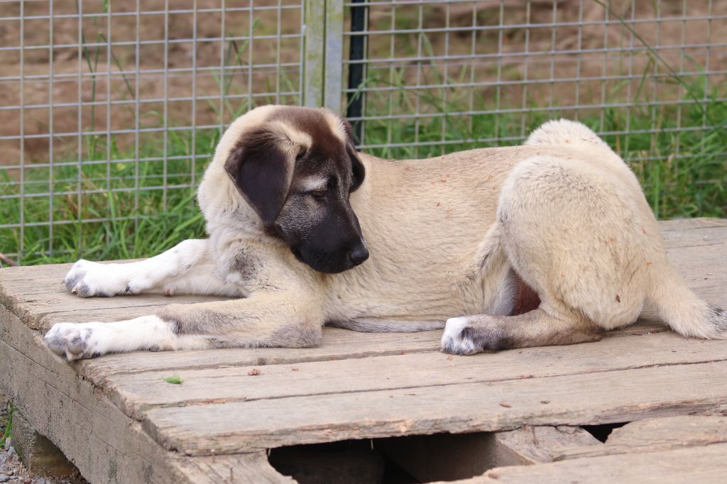 The Legend Of Kangal - Chiots disponibles - Berger Kangal