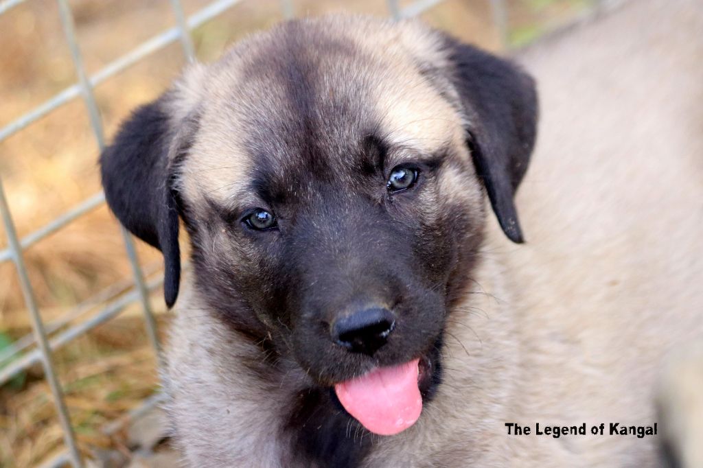 The Legend Of Kangal - Chiots disponibles - Berger Kangal