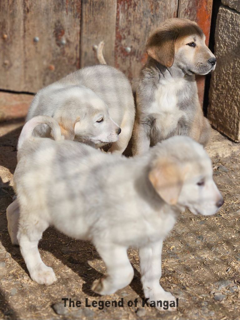 The Legend Of Kangal - Chiots disponibles - Berger d'Asie Centrale