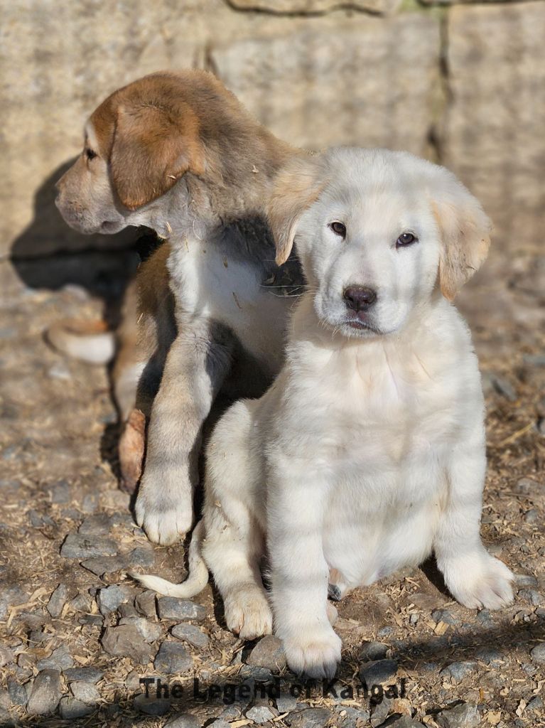 The Legend Of Kangal - Chiots disponibles - Berger d'Asie Centrale