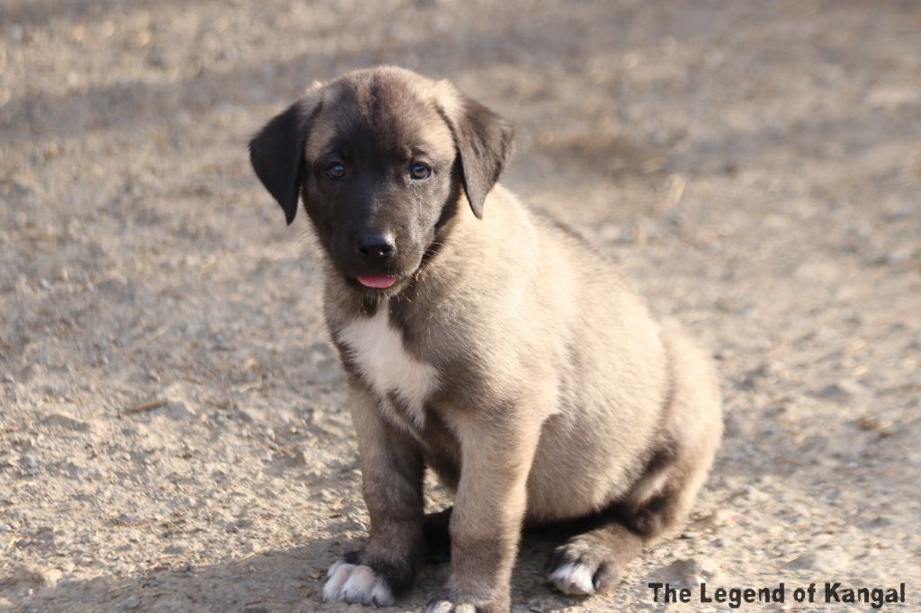 The Legend Of Kangal - Chiots disponibles - Berger Kangal