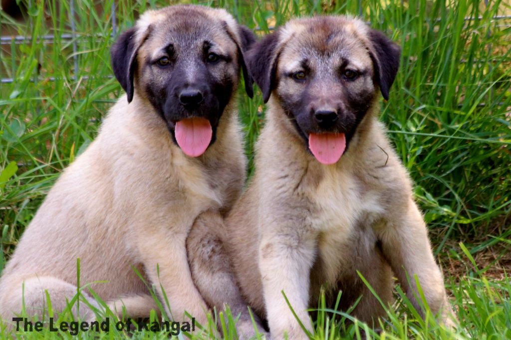 The Legend Of Kangal - Chiots disponibles - Berger Kangal
