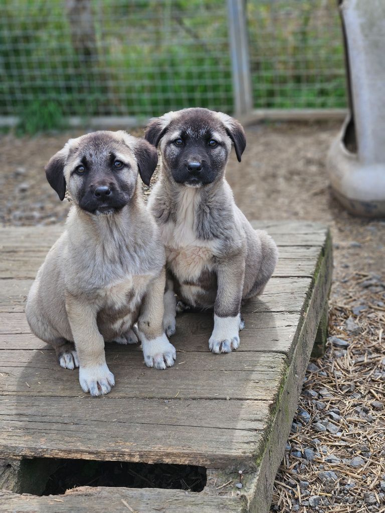 The Legend Of Kangal - Chiots disponibles - Berger Kangal