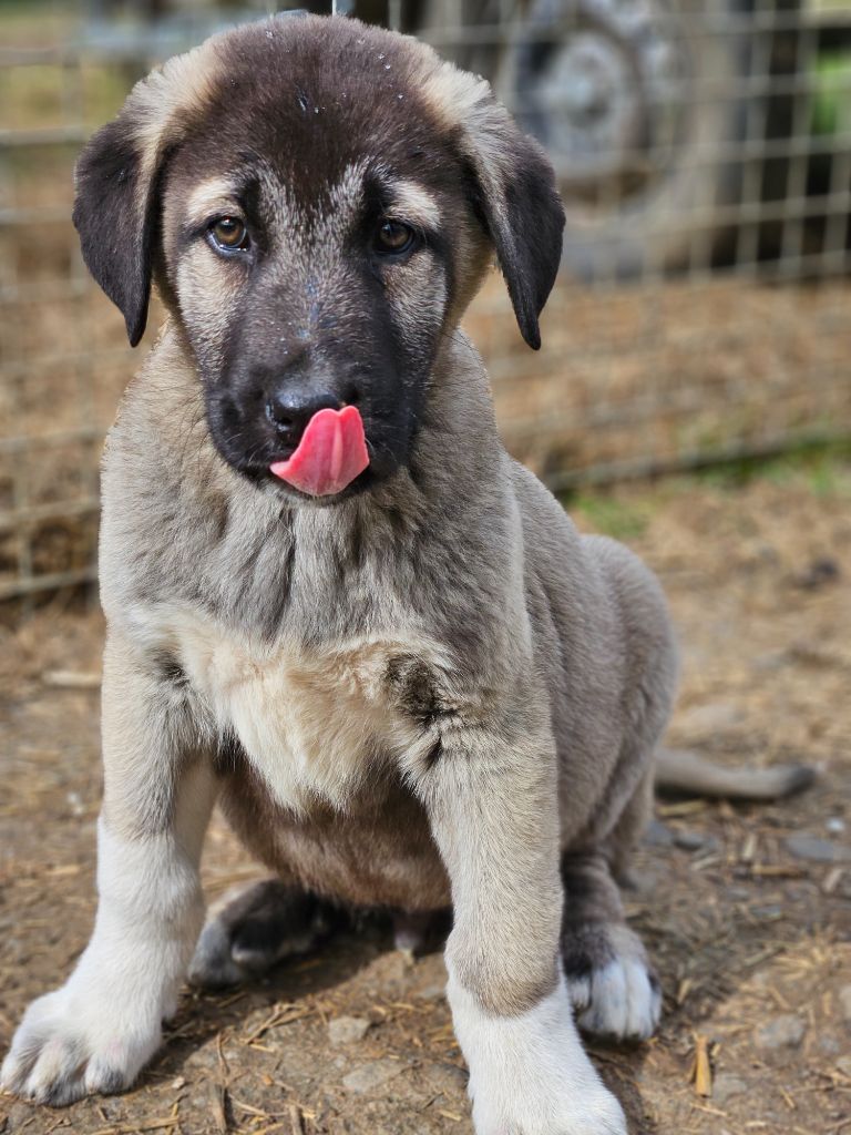 The Legend Of Kangal - Chiots disponibles - Berger Kangal